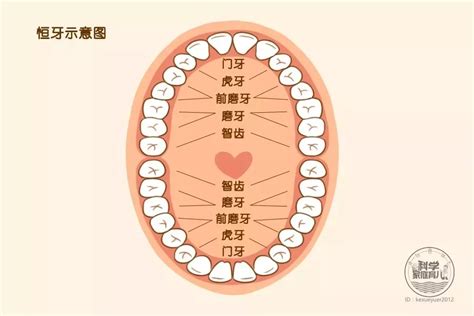 下牙|人的每颗牙齿叫什么名字？